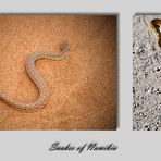 Sidewinder and Puff adder