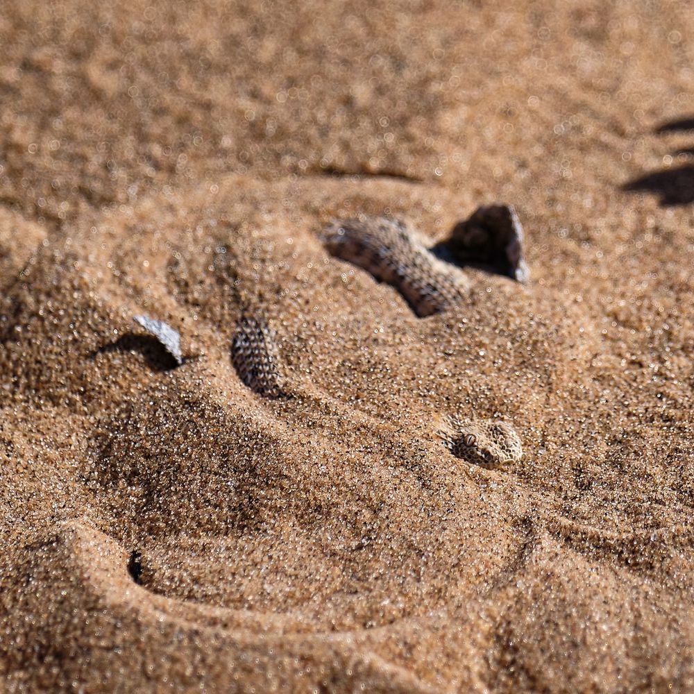 Sidewinder in der Namib