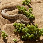 Sidewinder Snake ("Sand bunker")