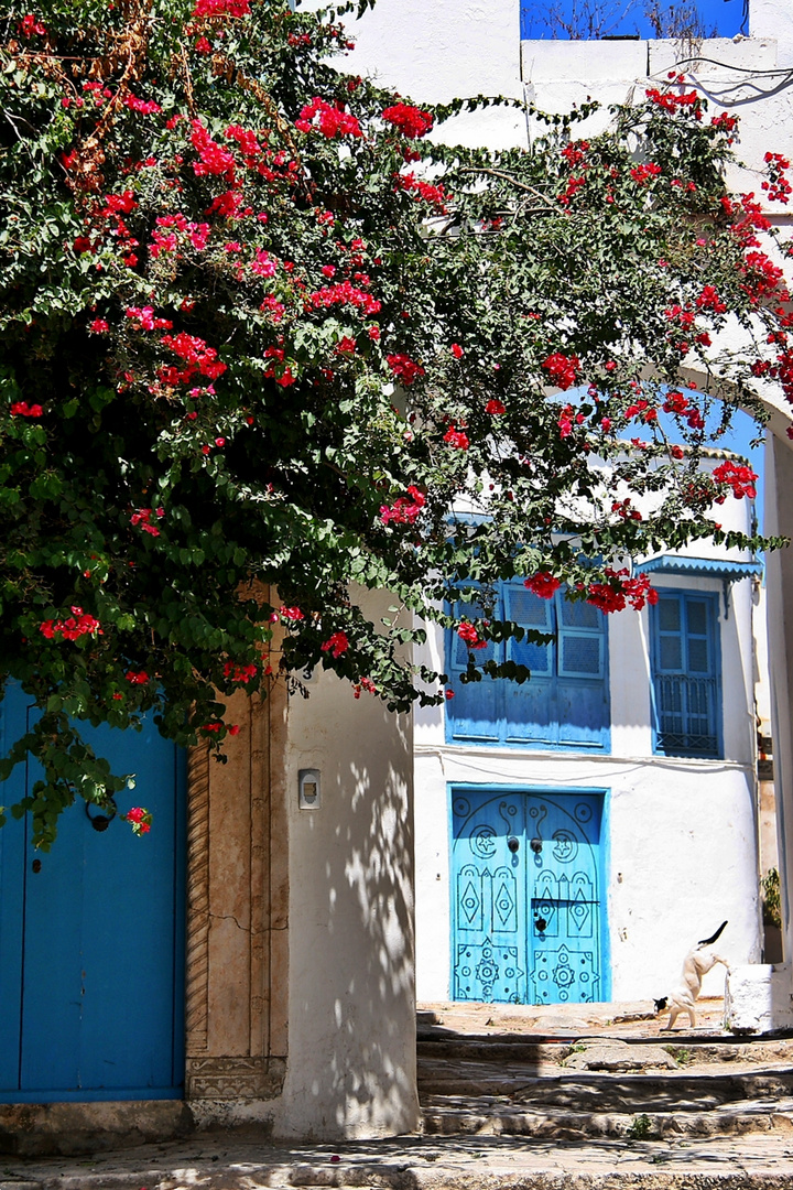 ~~ Sidi Bou Saïd ~~