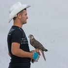 Sidi Bou Said (6), Falkner