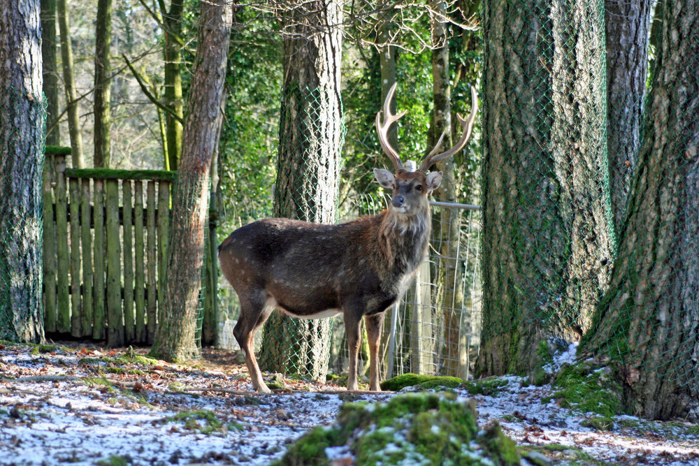 Sidkahirsch