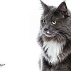 Sidney the Maine Coon Cat