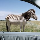 Sidolin Zebra No Stripes No Streaks