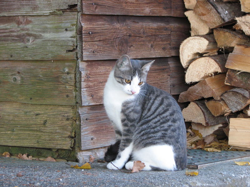 sie ahnt nicht, wie hübsch sie ist... die kleine Mietzekatze