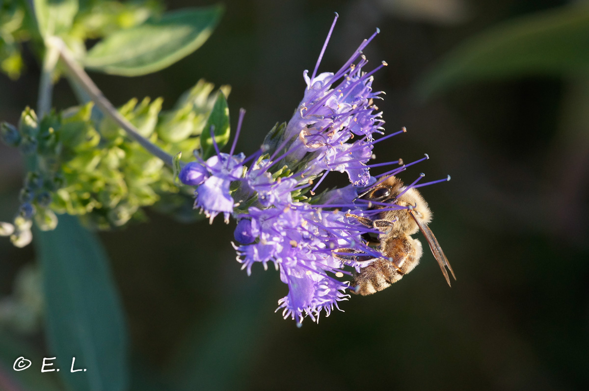 Sie arbeiten noch - fleißige Bienen