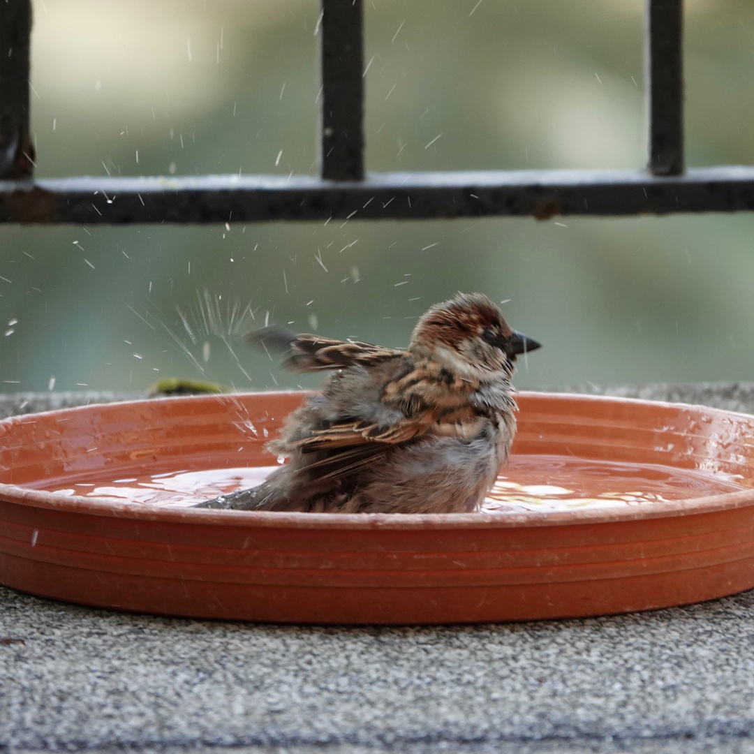 sie baden wieder