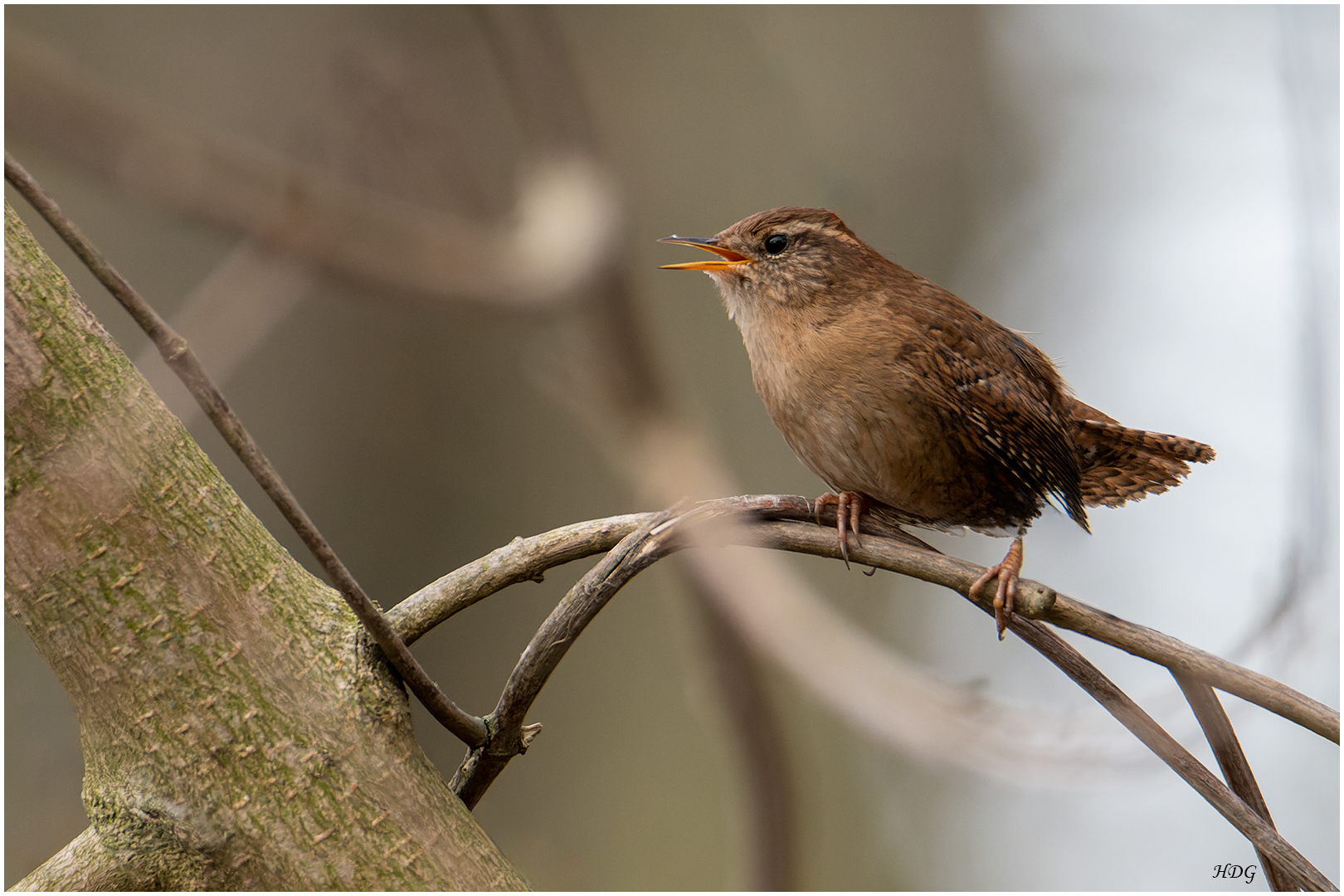 Sie balzen und singen (2) ... 