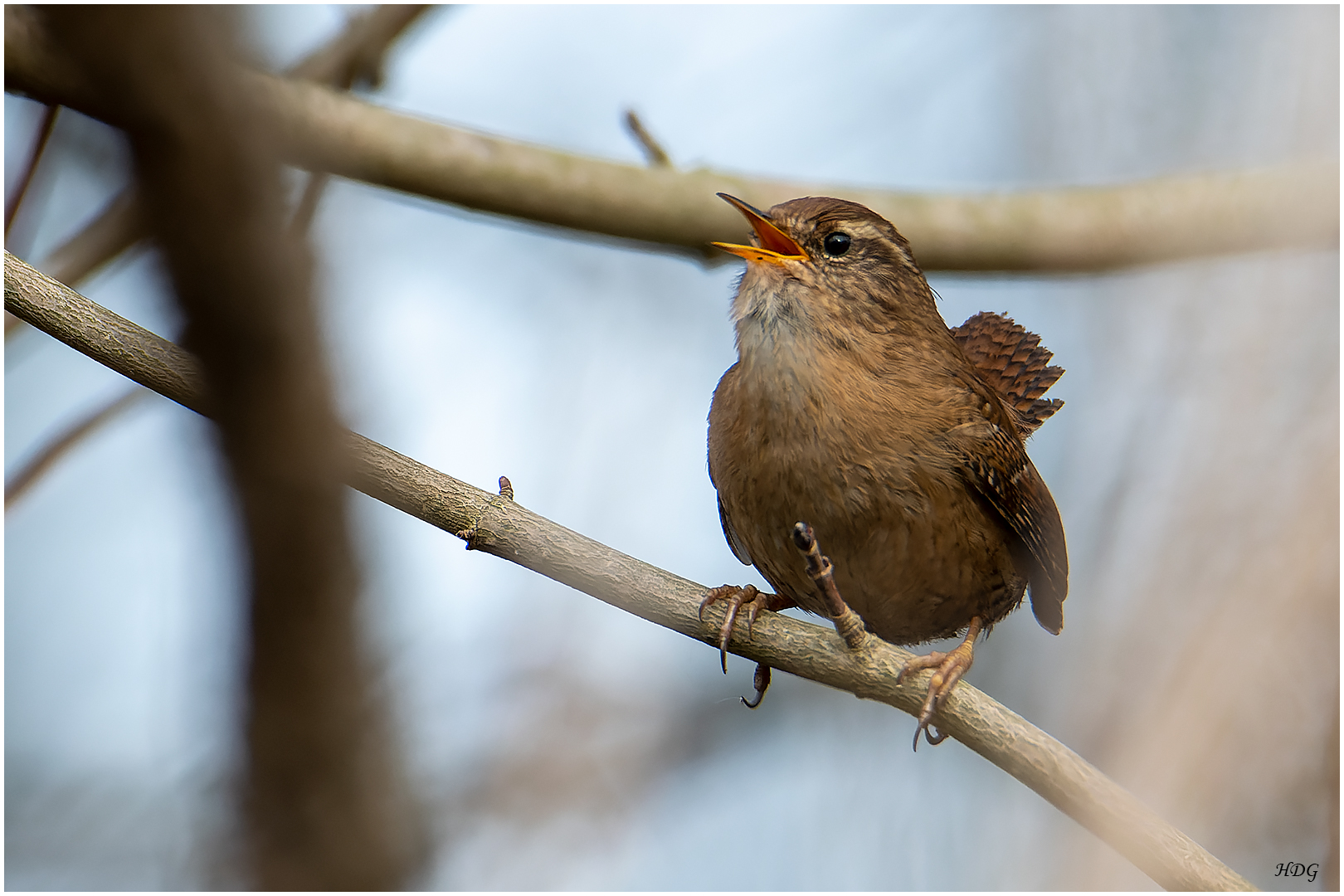 Sie balzen und singen ...