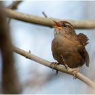 Sie balzen und singen ...