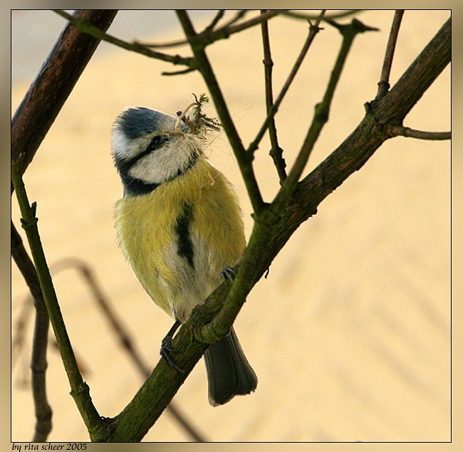 Sie baut ein Nest !