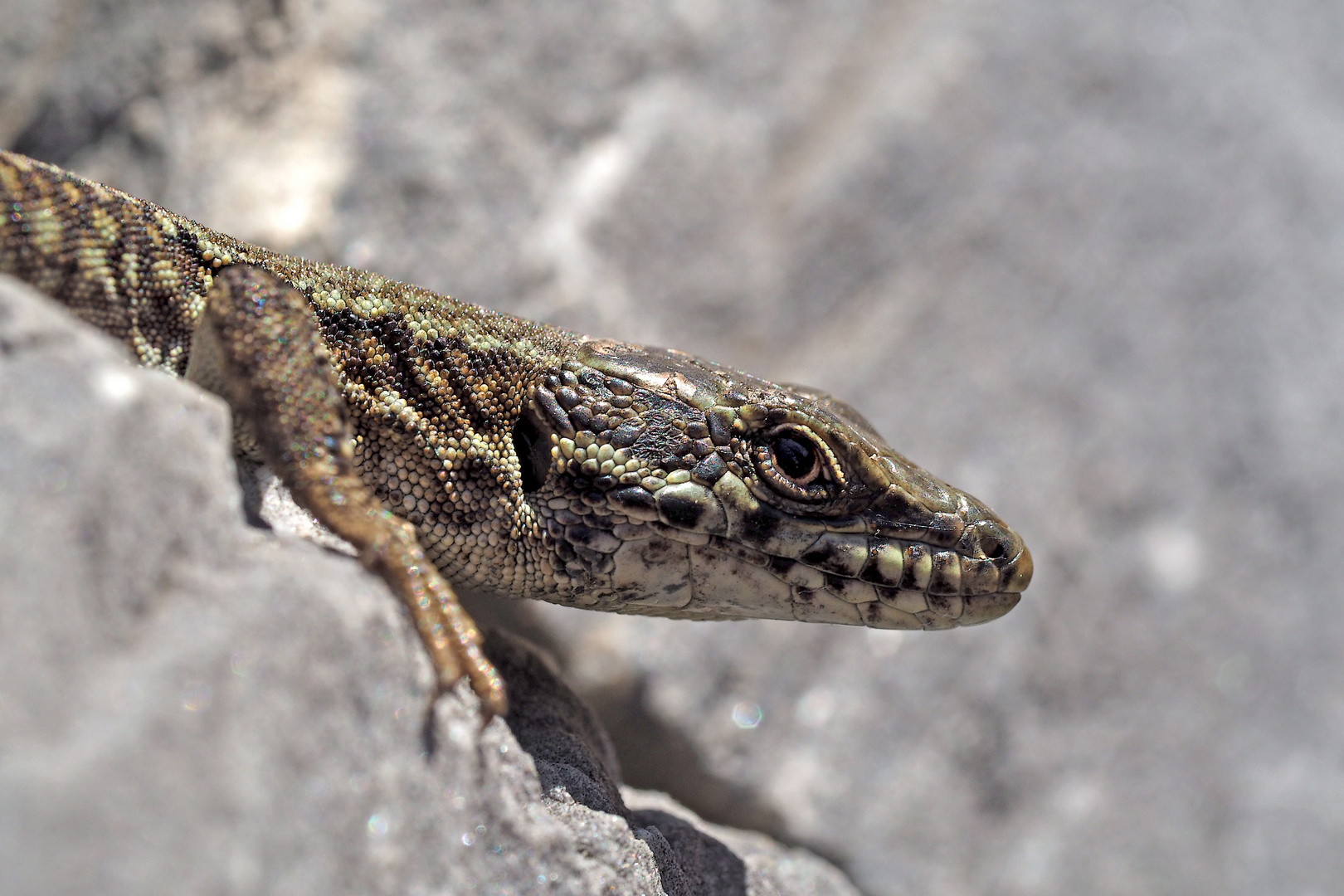 Sie behält mich im Auge, aber flieht nicht... - Ce lézard ne se laisse pas déranger par moi.