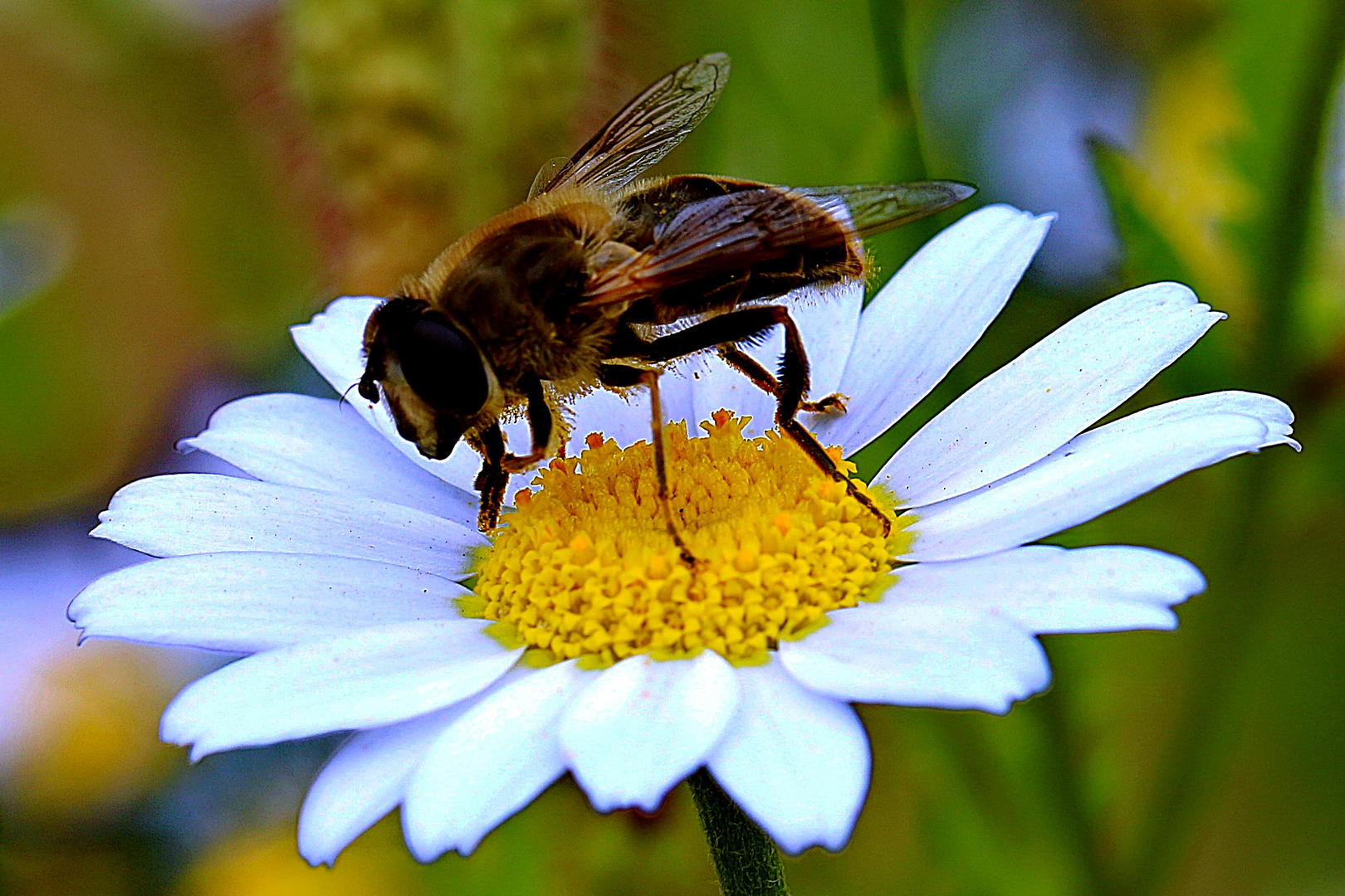 sie beherscht die Blüte