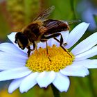 sie beherscht die Blüte