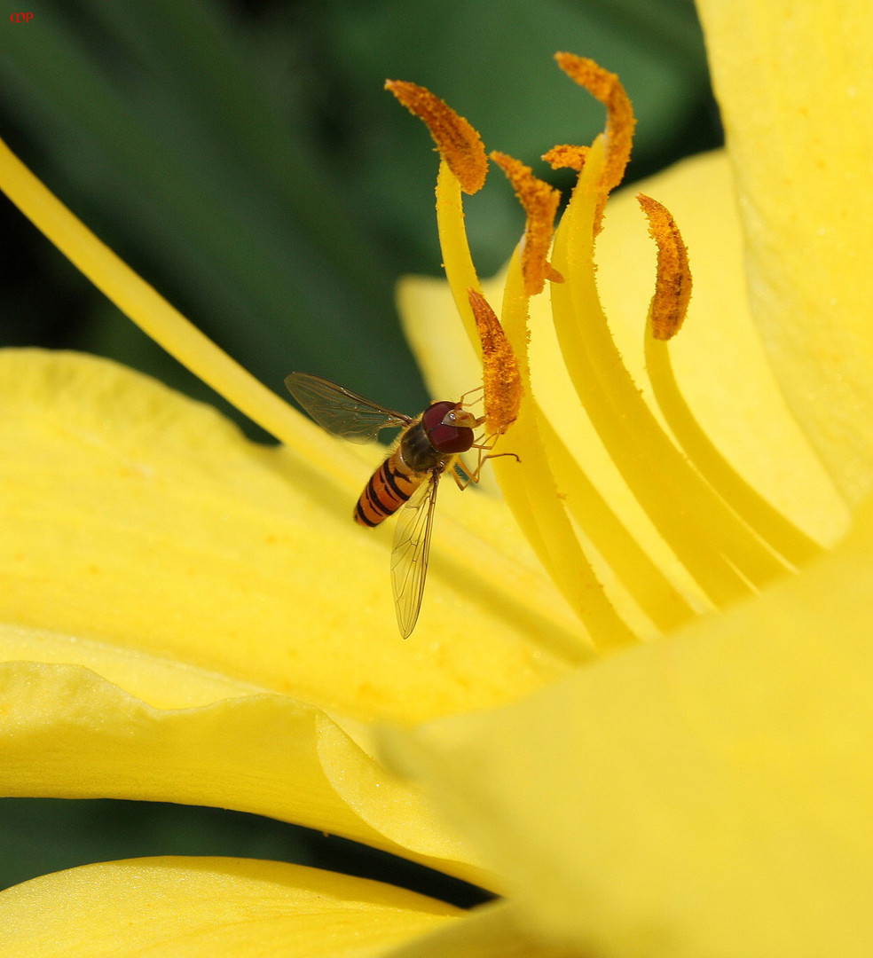 sie besuchen die Lilien, besonders gern