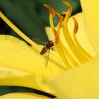 sie besuchen die Lilien, besonders gern