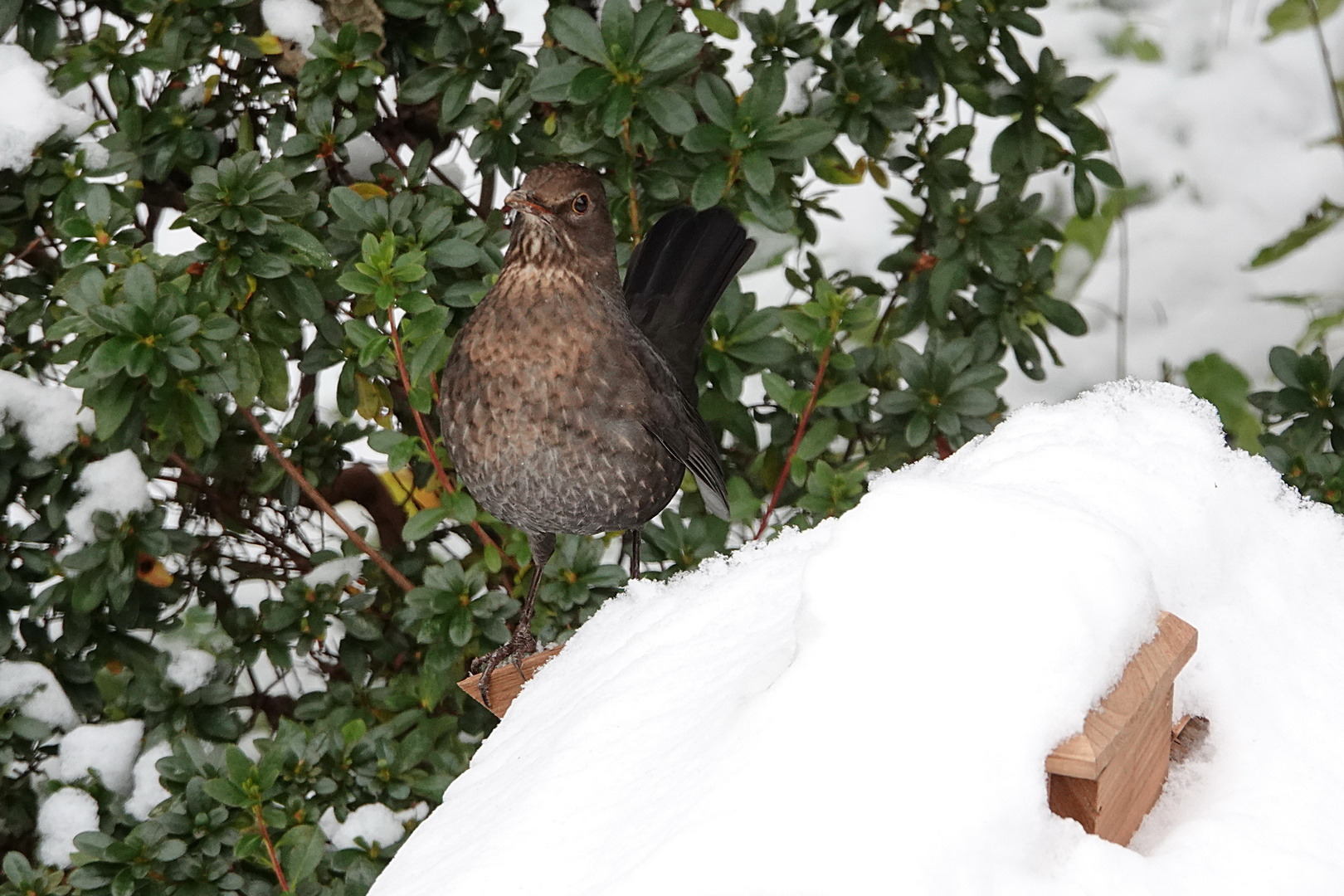 sie bewacht den übrig gebliebenen Schnee