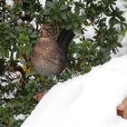 sie bewacht den übrig gebliebenen Schnee