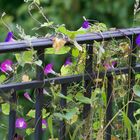 sie blühen fröhlich weiter, auch wenn der Herbst da ist!