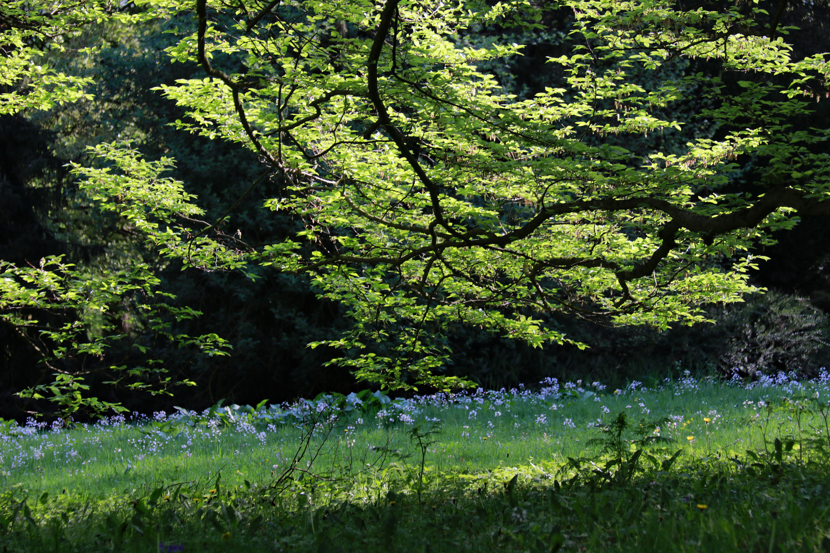 Sie blühen im Schatten