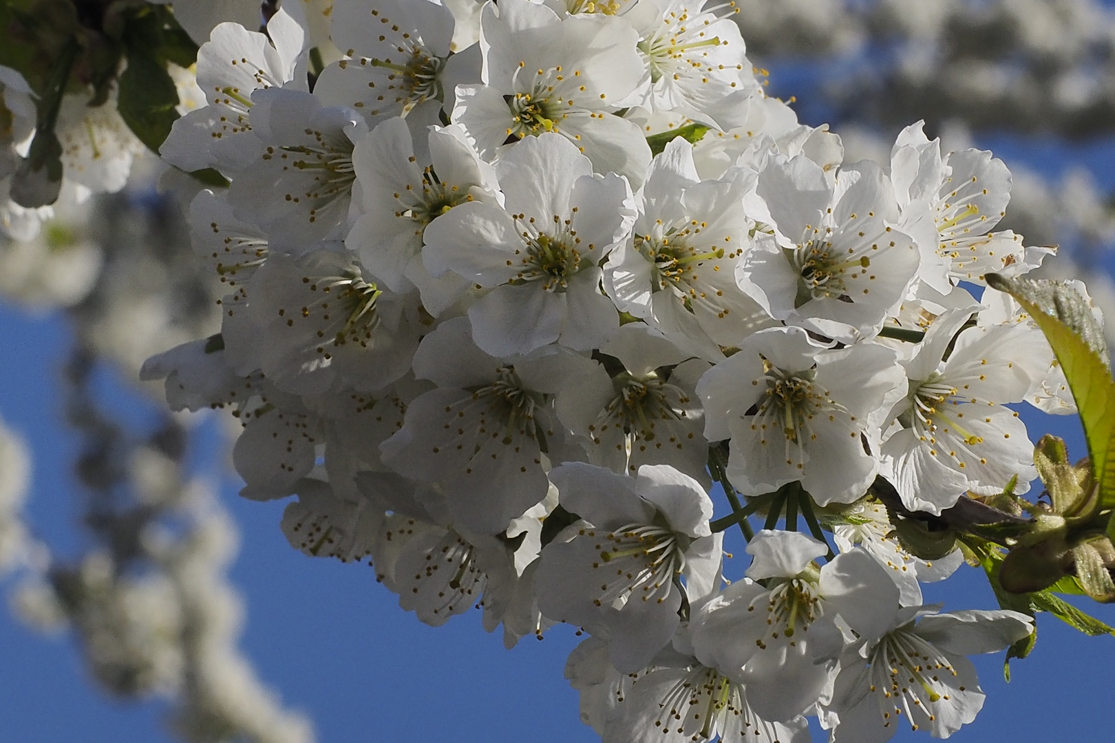 Sie blühen jetzt die Kirschblüten