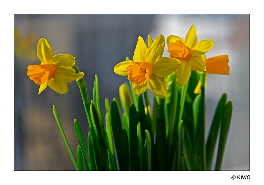 sie blühen jetzt schon im Garten, bei dem Sonnenschein absolut sehr schön........