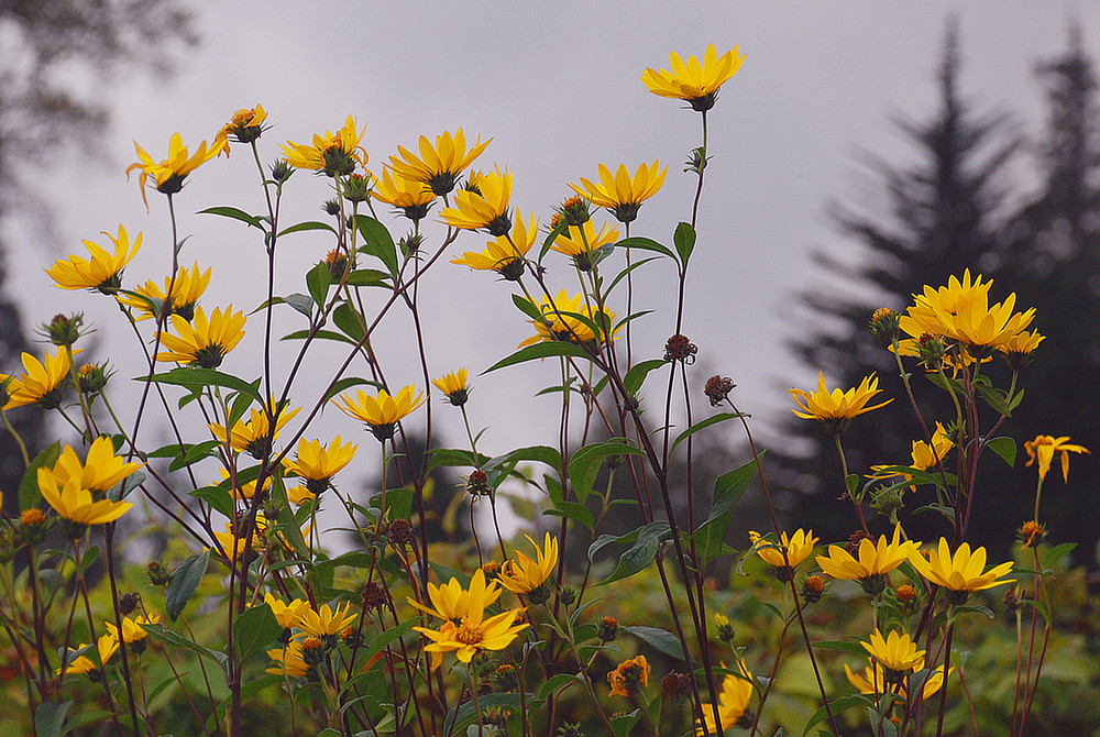 Sie blühen noch # Todavía en flor