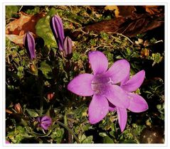 Sie blühen noch wie im Sommer,Campanula carpatica  - Karpaten-Glockenblume