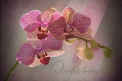 Orchideen