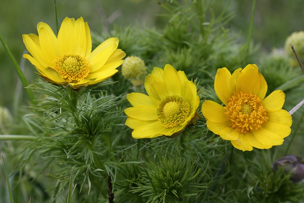 Sie blühen wieder, die Adonisröschen (Adonis vernalis)...