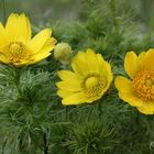 Sie blühen wieder, die Adonisröschen (Adonis vernalis)...