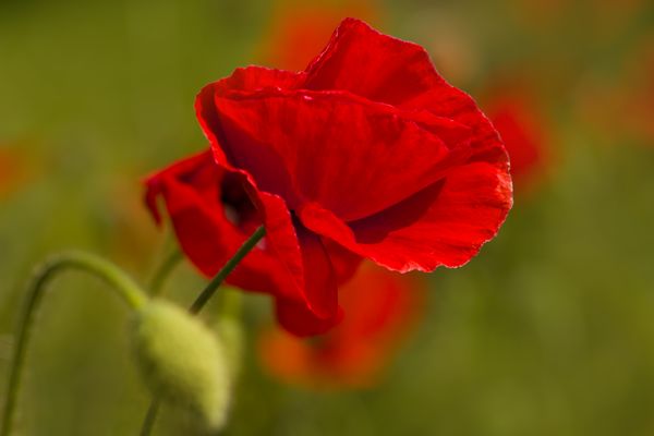 Sie blühen wieder....