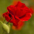 Sie blühen wieder....