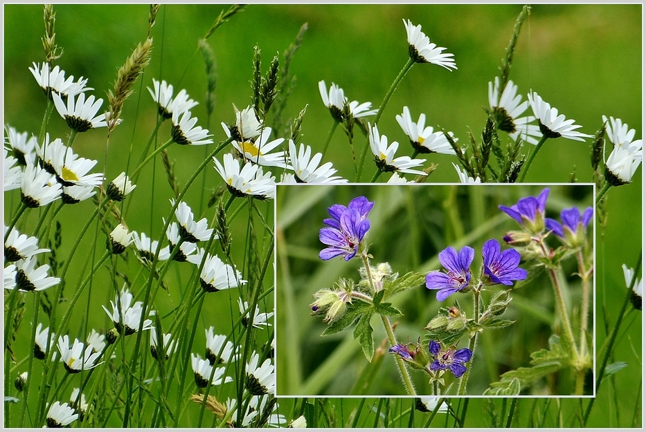 Sie blühen wieder