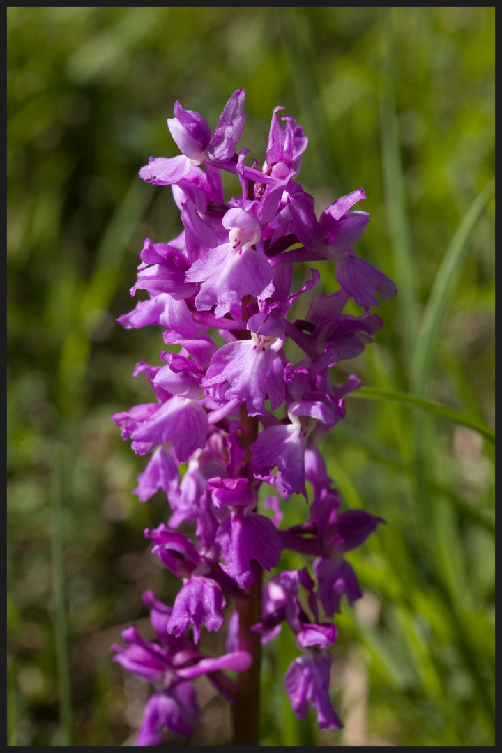 Sie blühen wieder (Orchis mascula)