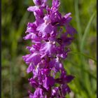 Sie blühen wieder (Orchis mascula)