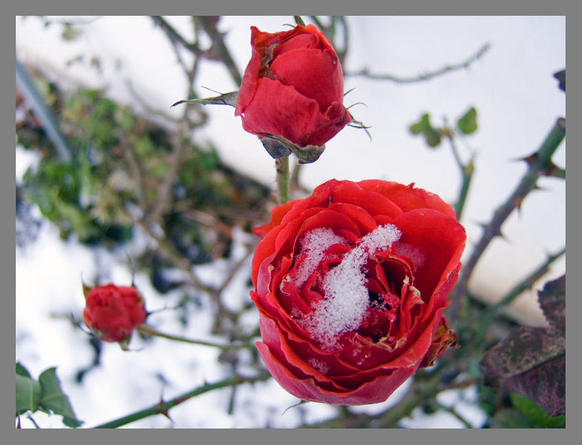 Sie blüht auch im Schnee....