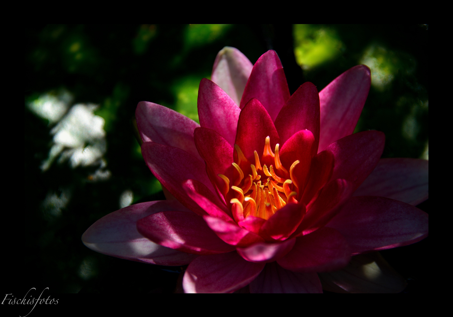 Sie blüht auf meinem Gartenteich