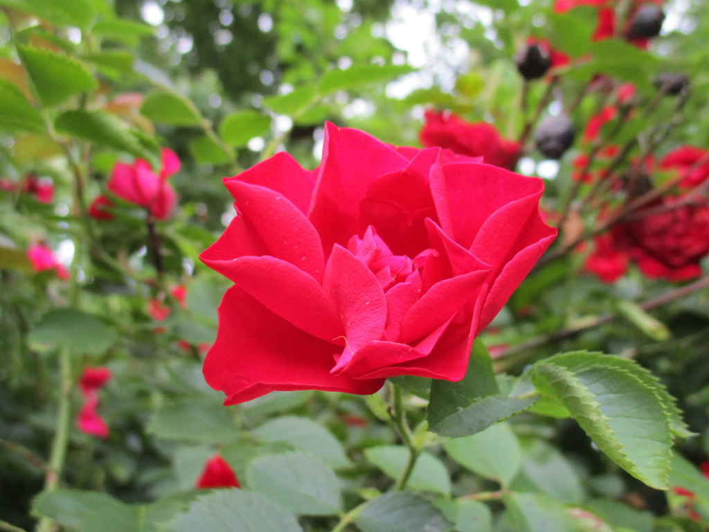 Sie Bluht Immer Noch Unverdrossen Im Garten Foto Bild Pflanzen