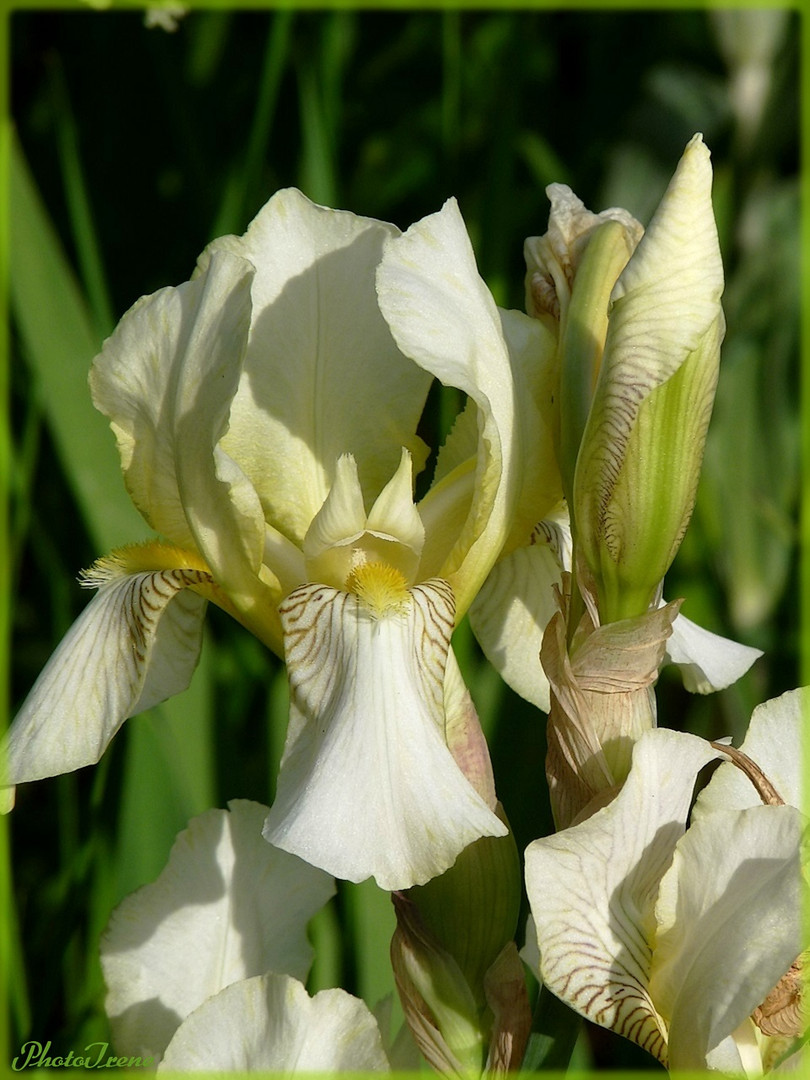 sie blüht noch im Garten 