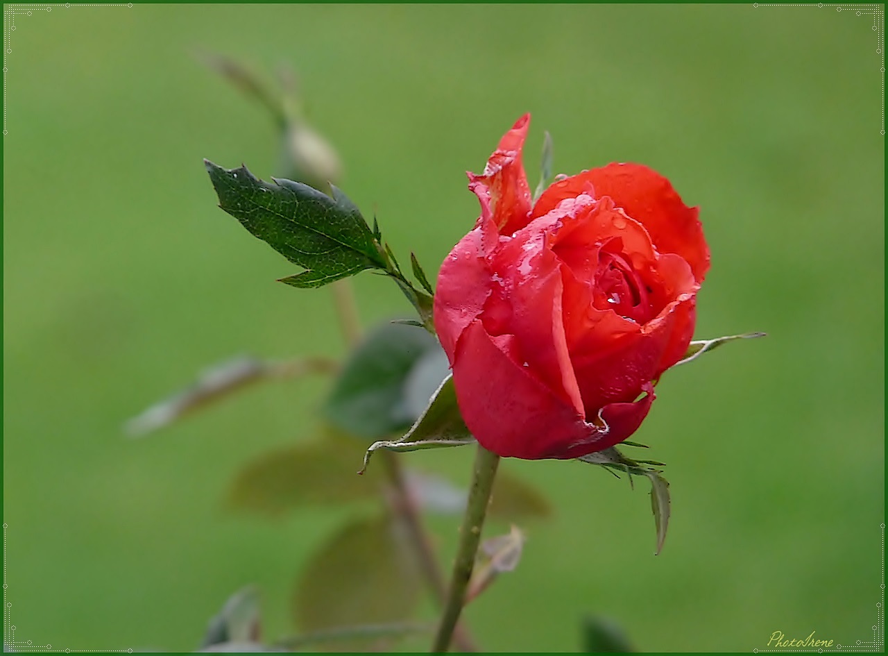 sie blüht noch in meinen Garten ...