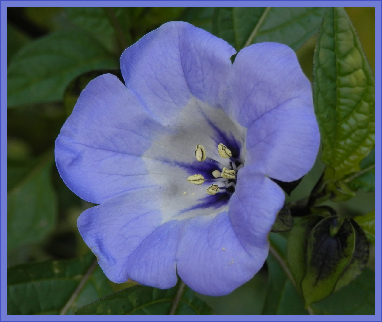 Sie blüht wieder - Die Blaue Lampionblume oder Giftbeere