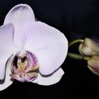 Sie blüht wieder - Phalaenopsis