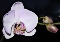 Sie blüht wieder - Phalaenopsis