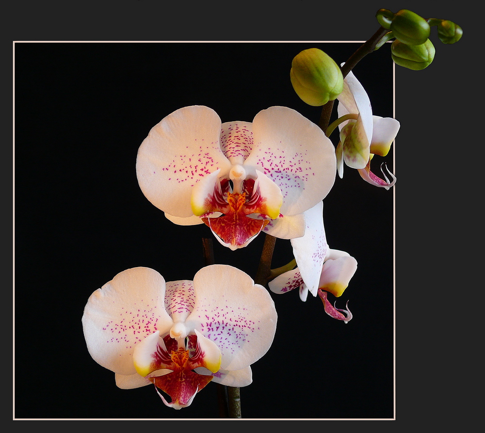 Sie blüht wieder "Phalaenopsis-Hybride"