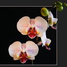 Sie blüht wieder "Phalaenopsis-Hybride"