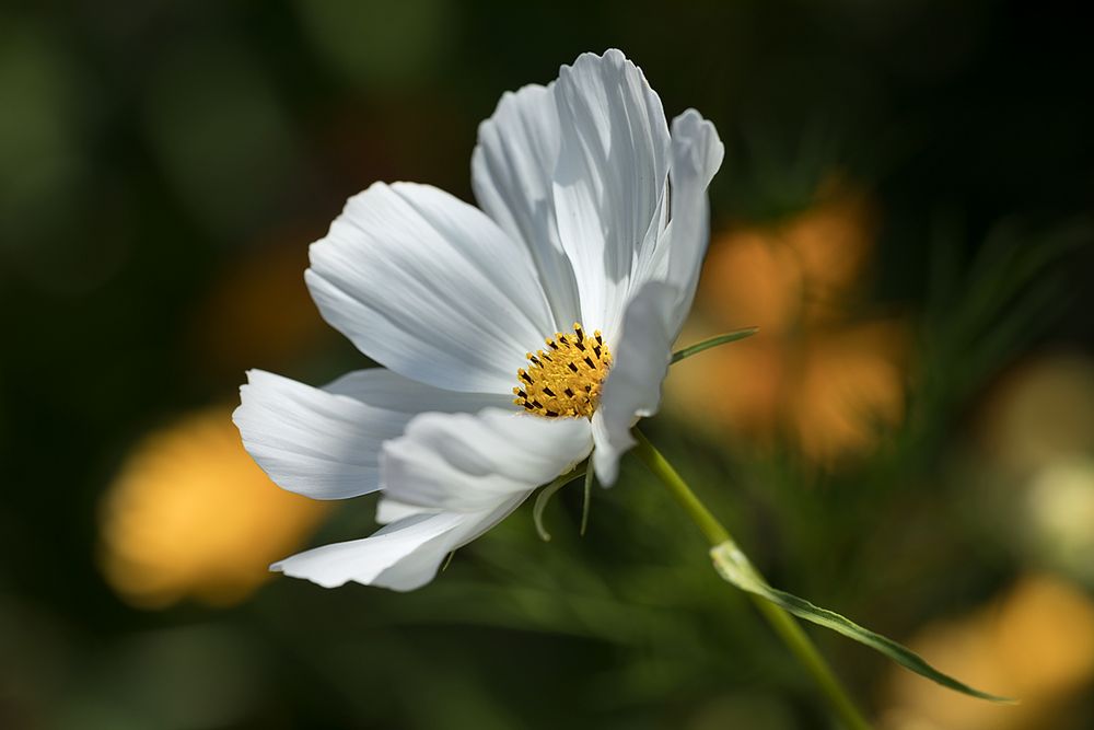 Sie blühte in einem Klostergarten 