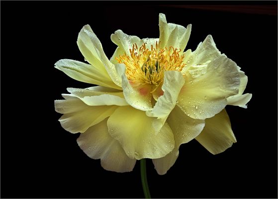 Sie blühten auch nach Pfingsten noch weiter - ( Stacking Bild )                          