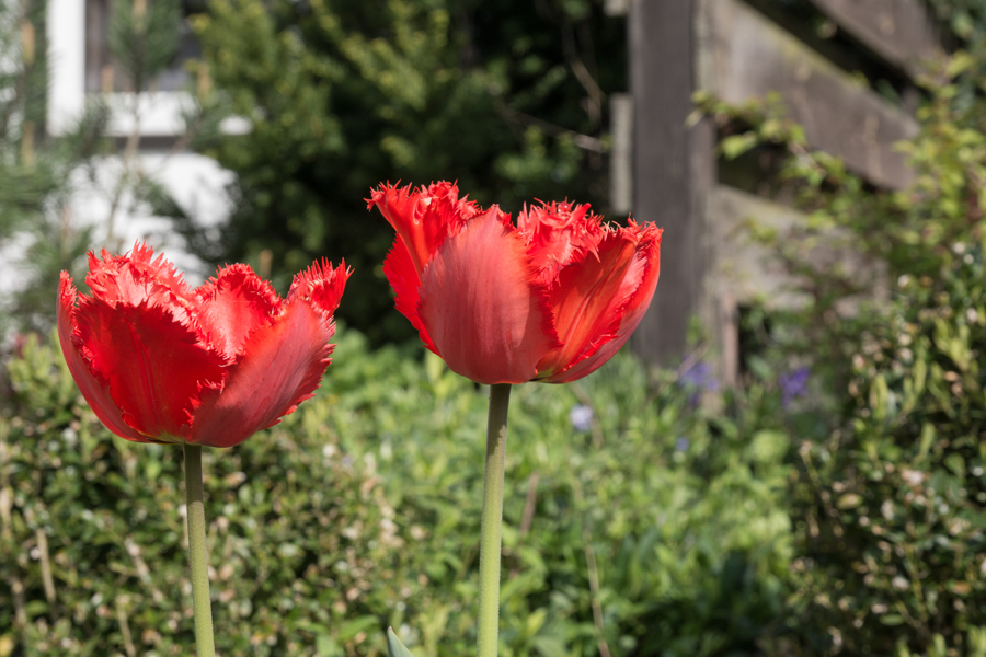 Sie blühten im April