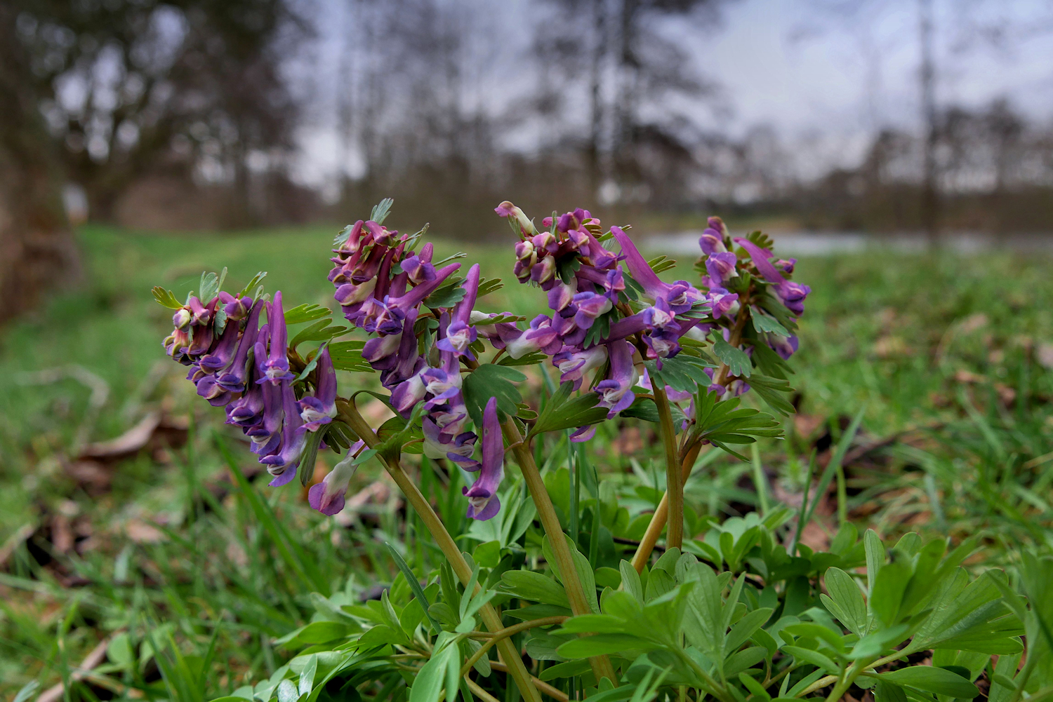 Sie blüten am Main